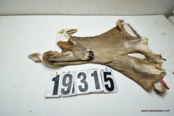 Whitetail deer cape 7.75x23x24x25