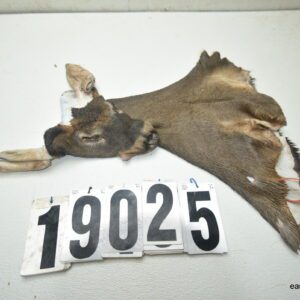 Whitetail deer cape 6.75x16x16x17