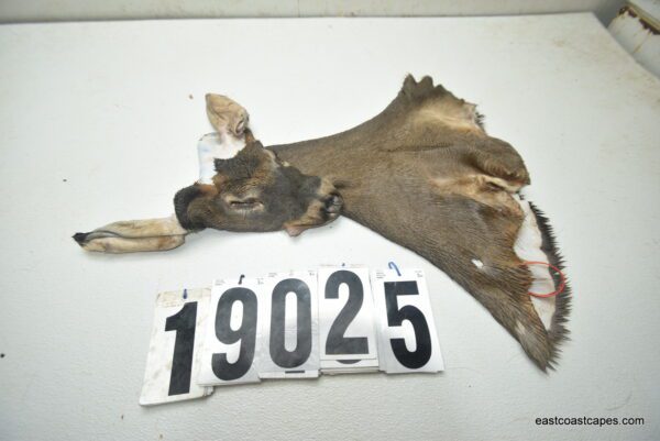 Whitetail deer cape 6.75x16x16x17