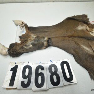 Whitetail deer cape 7.25x18x19x20