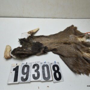 Whitetail deer cape 7.75x21x22x23