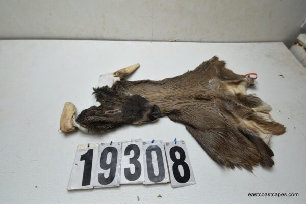 Whitetail deer cape 7.75x21x22x23