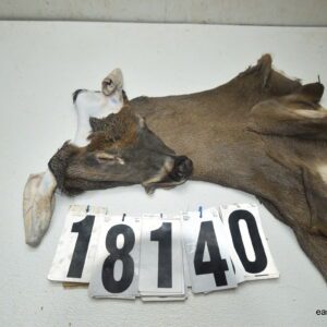 Whitetail deer cape 7.75x21x22x23