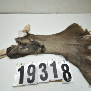 Whitetail deer cape 7.25x18x19x20