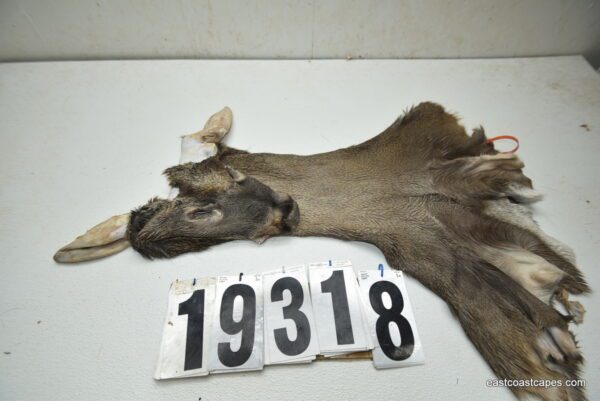 Whitetail deer cape 7.25x18x19x20
