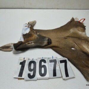 Whitetail deer cape 7.75x19x20x21