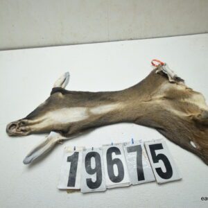 Whitetail deer cape 6.75x15x16x16