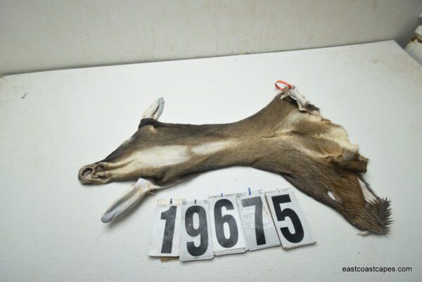 Whitetail deer cape 6.75x15x16x16