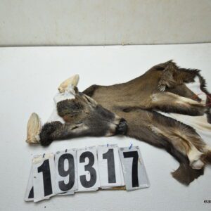 Whitetail deer cape 7.5x19x20x21