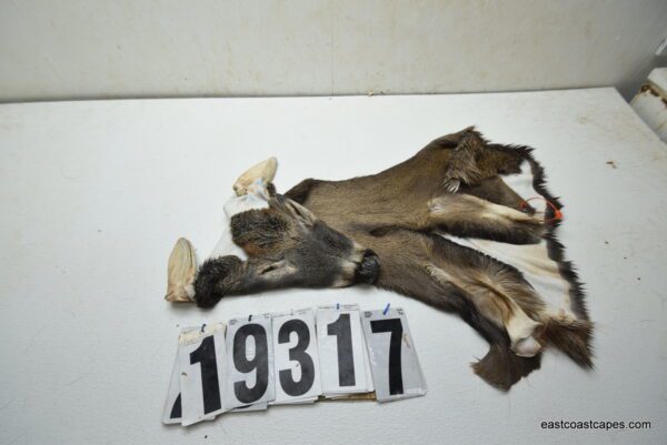 Whitetail deer cape 7.5x19x20x21