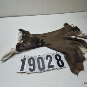 Whitetail deer cape 7.5x19x20x21