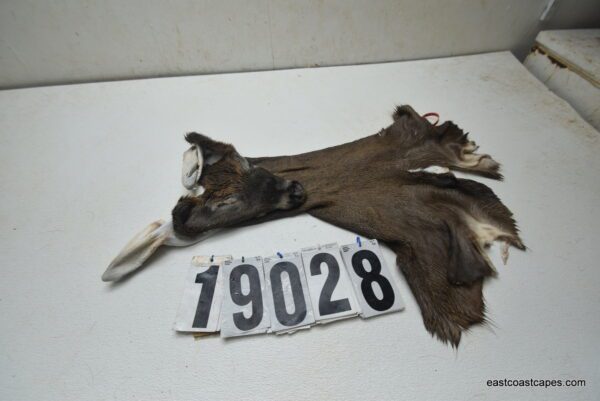 Whitetail deer cape 7.5x19x20x21