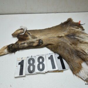 Whitetail deer cape 7.25x20x21x22
