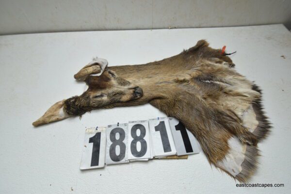 Whitetail deer cape 7.25x20x21x22