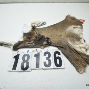 Whitetail deer cape 7x17x18x19