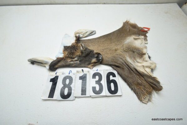 Whitetail deer cape 7x17x18x19