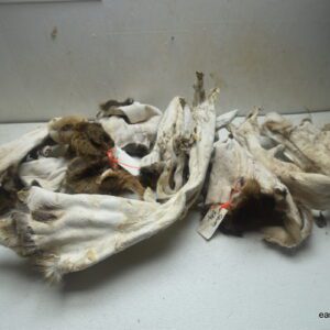 7 Whitetail Deer Capes (Salted)