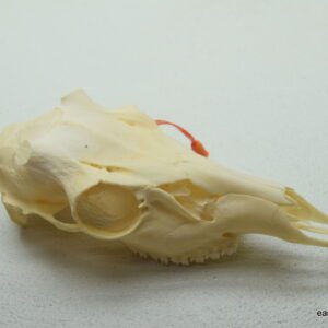 Whitetail buck skull (cut offs)