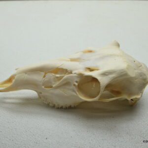 Whitetail buck skull (cut offs)