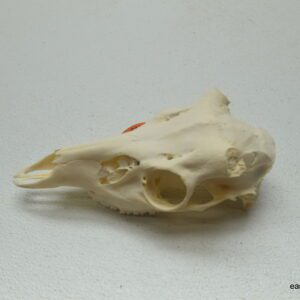 Whitetail buck skull (shed buck)