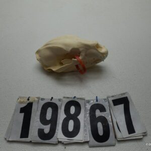 Black bear skull 5.75x11