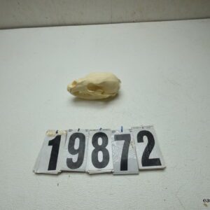 Black bear skull 4.75 x 8.75"