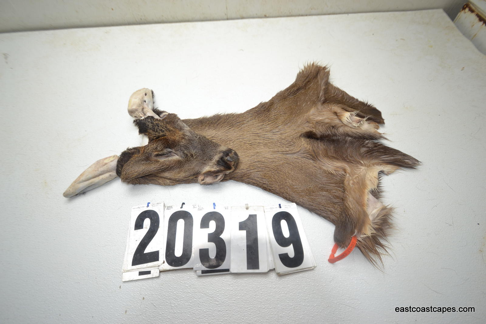 Whitetail deer cape 7.25x17x18x19