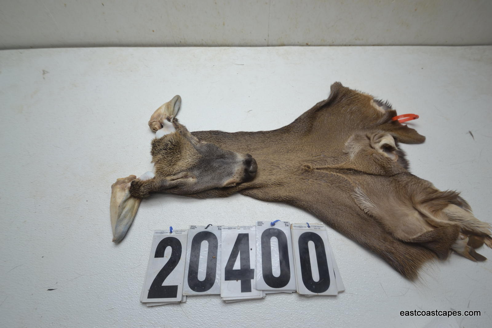 Whitetail deer cape 7.5x18x19x20