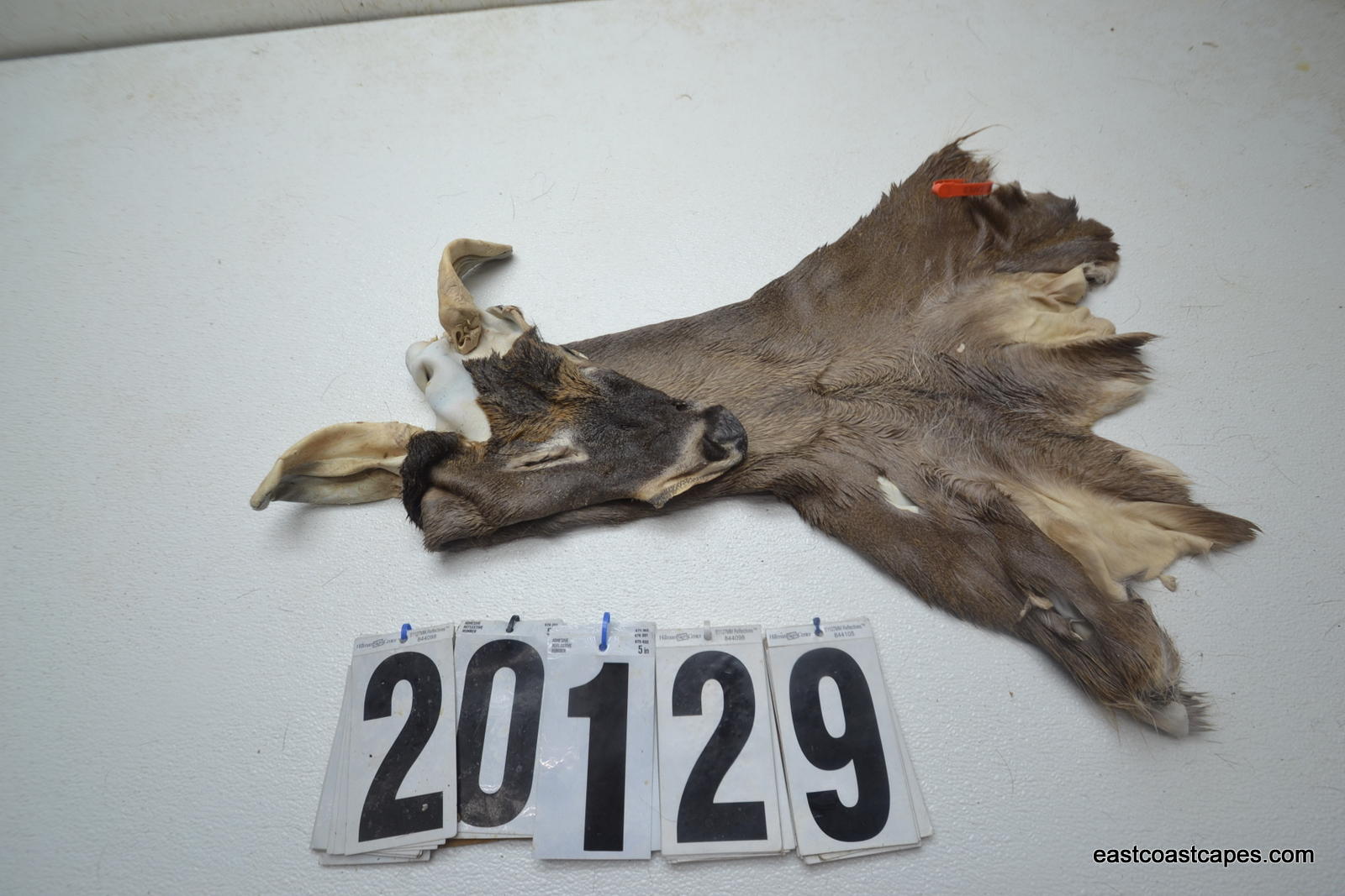 Whitetail deer cape 6.5x15x16x16.5