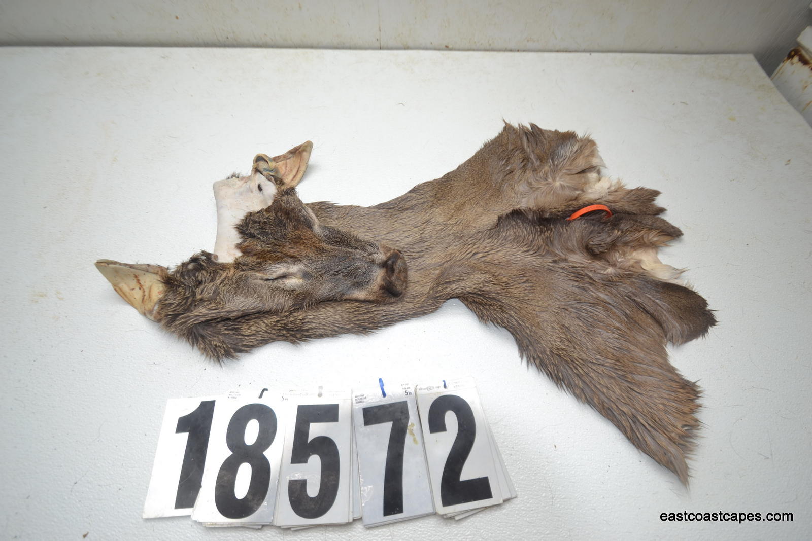 Whitetail deer cape 7.25x19x20x21