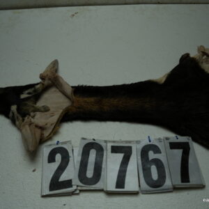 Blackbuck cape 5.5x15