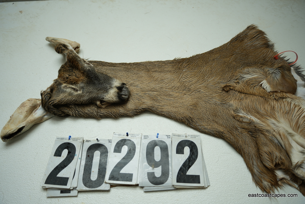 Whitetail deer cape 7.5x20x21x22