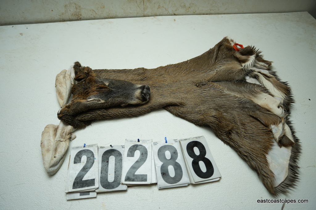 Whitetail deer cape 7.5x18x19x20