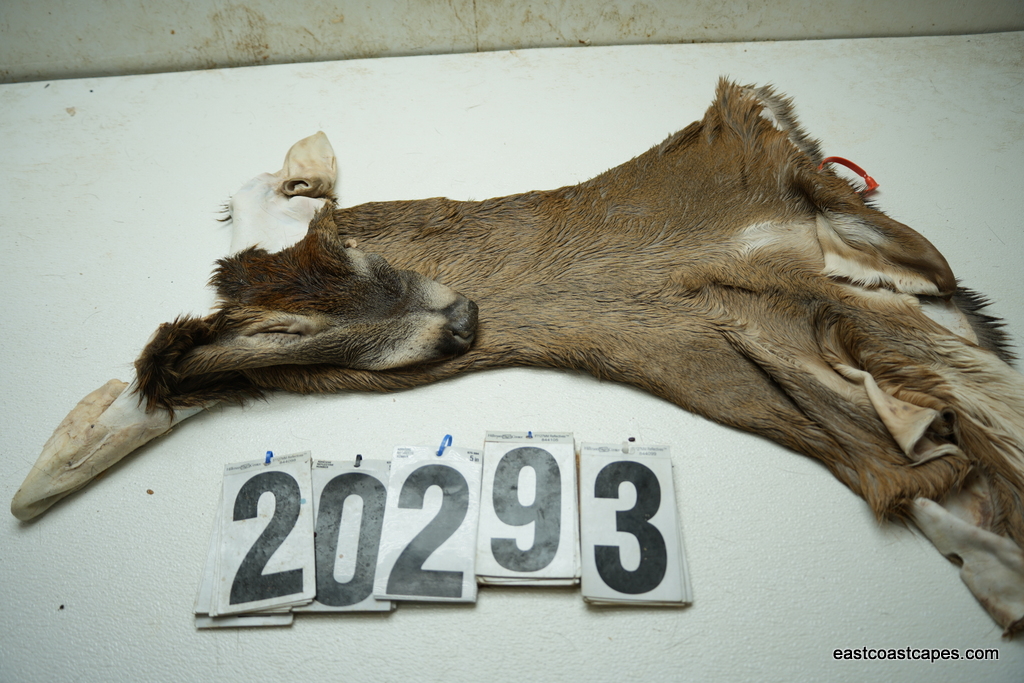 Whitetail deer cape 7.75x21x22x23