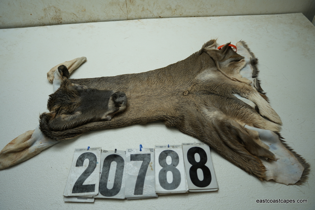 Whitetail deer cape 7.5x19x20x21