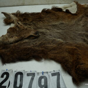 Red stag cape 10.5x28+