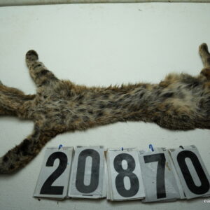 Bobcat life size 15x29+ (FROZEN GREEN)