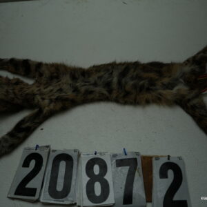 Bobcat life size 16x30+ (FROZEN GREEN)