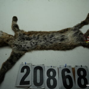 Bobcat life size 15x29+ (FROZEN GREEN)