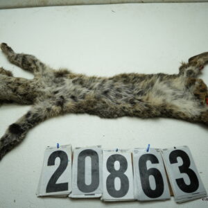 Bobcat life size 15x30+ (FROZEN GREEN)