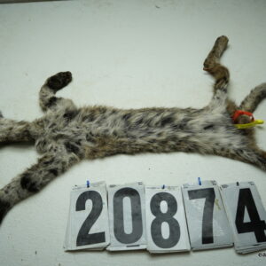 Bobcat life size 14x27  (FROZEN GREEN)