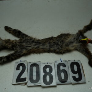 Bobcat life size 13x25+ (FROZEN GREEN)