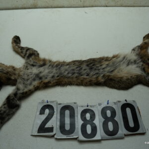 Bobcat life size 17x32+ (FROZEN GREEN)