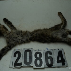 Bobcat life size 14x27 (FROZEN GREEN)