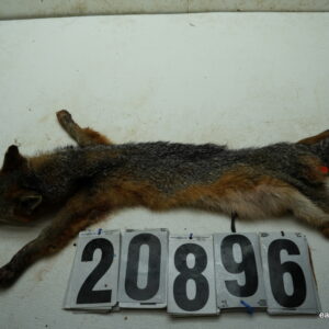 Grey Fox life size 14x27 (FROZEN GREEN)