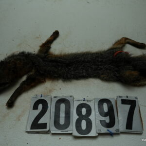 Grey Fox life size 13.5x26  (FROZEN GREEN)