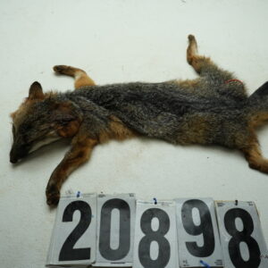 Grey Fox life size 15x27  (FROZEN GREEN)