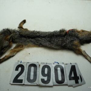 Grey Fox life size 14x28 (FROZEN GREEN)