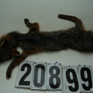 Grey Fox life size 13.5x26 (FROZEN GREEN)