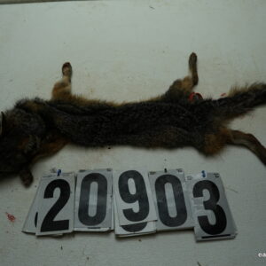 Grey Fox life size 14x26 (FROZEN GREEN)